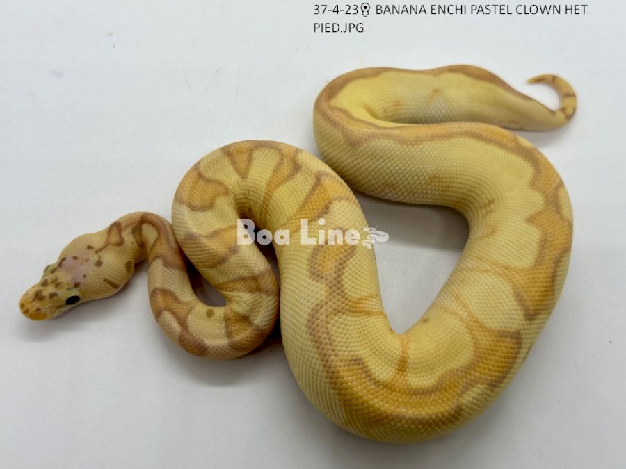 BANANA ENCHI PASTEL CLOWN HET PIED